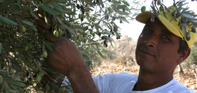 Terra Rossa - Picking olives