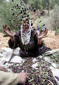 Terra Rossa - Woman throwing olives